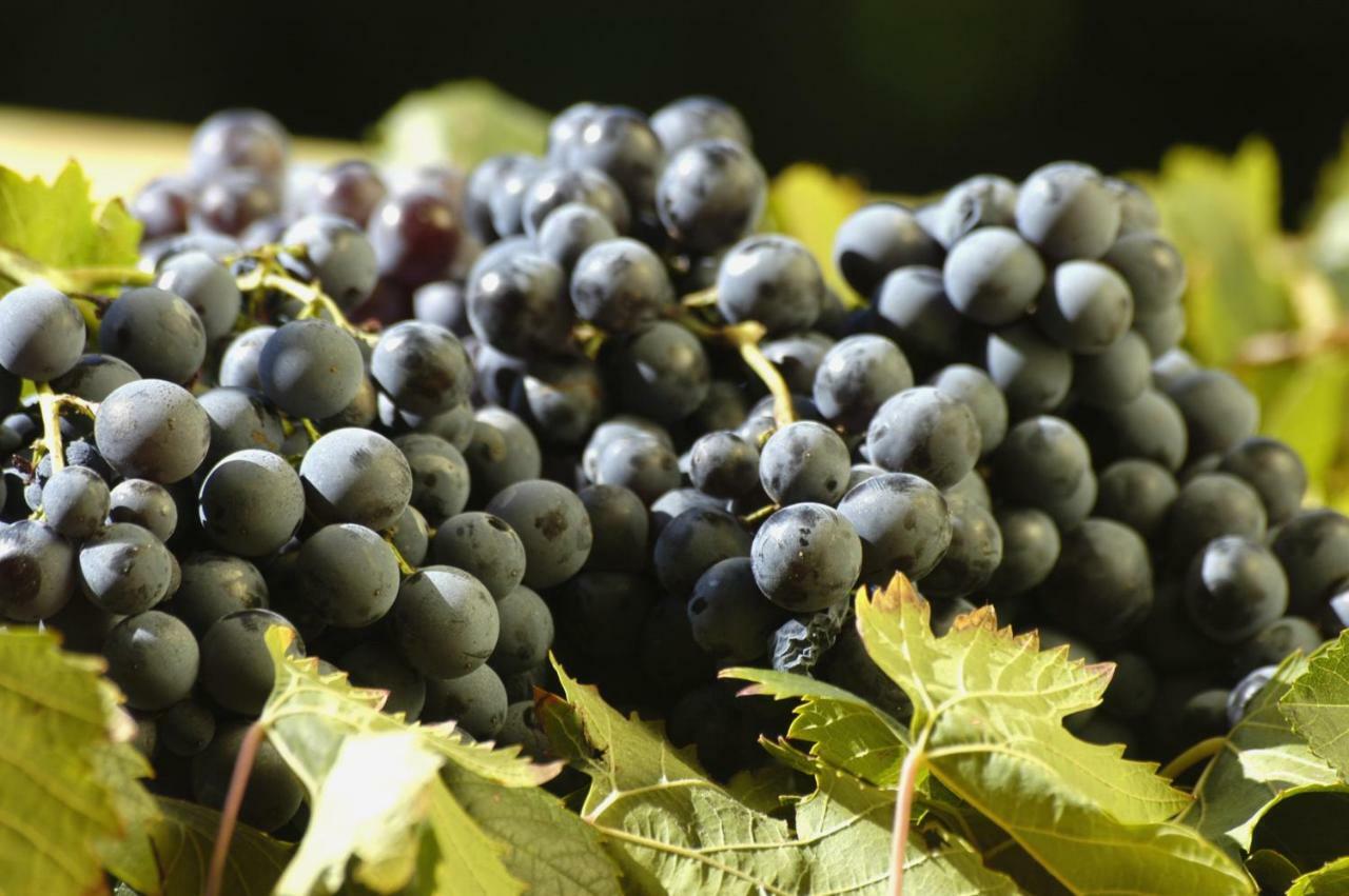 Agriturismo Campesi Casale Tra Le Vigne Aglientu Exterior foto